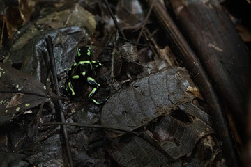 Green and Black Poison Dart Frog from Costa Rica