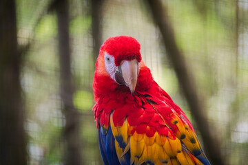 scarlet macaw parrot