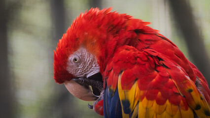 red and yellow macaw
