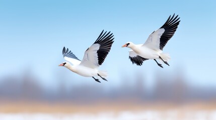 Obraz premium Two Siberian cranes flying together in the blue sky above a snowy winter landscape.
