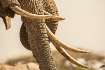 Close up of an Elephants (loxodonta africana) tusk and trunk.