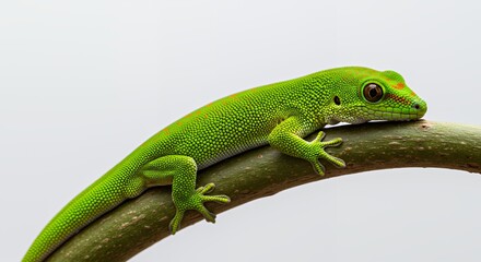 Fototapeta premium Vibrant Green Gecko on Curved Branch Close-up