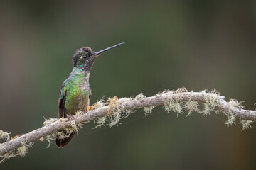 hummingbird on a branch in costa rica