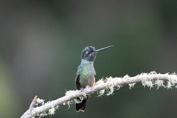 hummingbird on a branch in costa rica