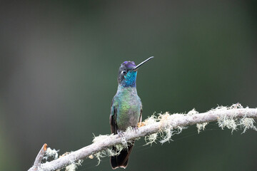 hummingbird on a branch in costa rica