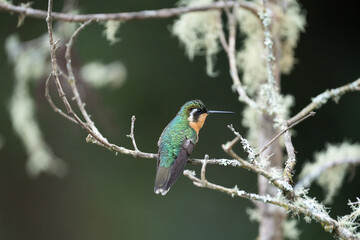 hummingbird on a branch in costa rica