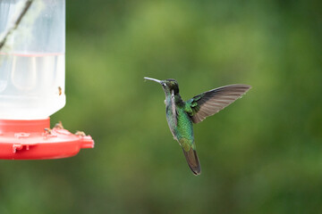 hummingbird in flight