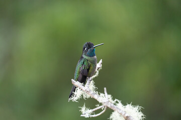 hummingbird on a branch in costa rica