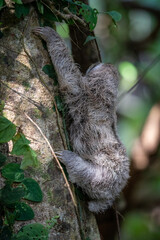 baby sloth in a tree in costa rica © Kendall