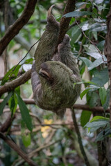 sloth in a tree in costa rica
