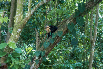 mom and baby monkey in a tree in costa rica