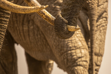 Close up of an Elephants (loxodonta africana) trunk holding the tusk of another Elephant.