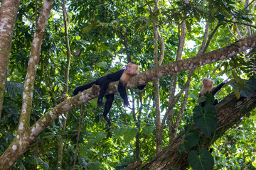 monkey on a tree in costa rica