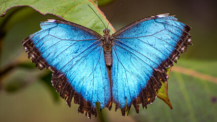 butterfly on leaf