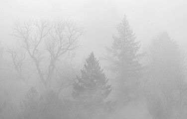 Fototapeta premium Beautuful fog mist above the forest trees in the morning