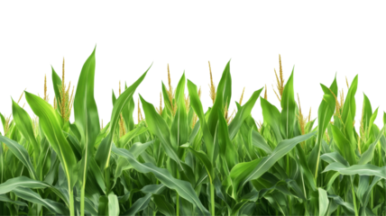 Lush green cornfield with transparency background png for agricultural illustrations