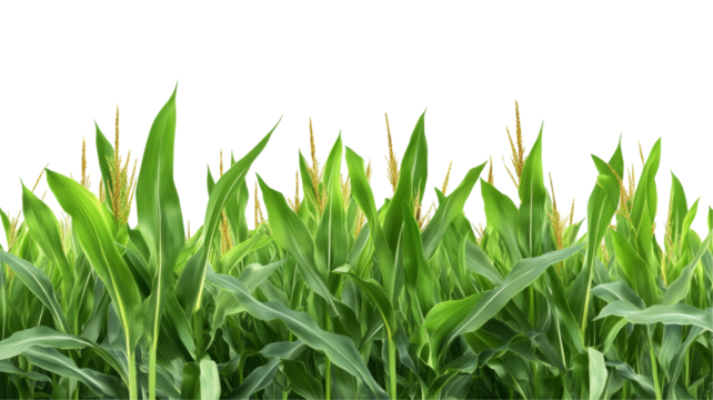 Lush green cornfield with transparency background png for agricultural illustrations