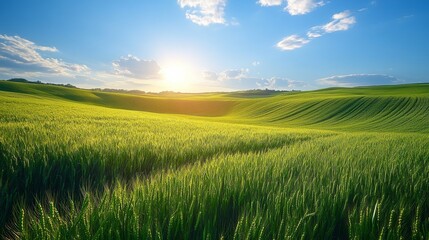 Obraz premium Expansive Green Fields Under Bright Sky and Rising Sunlight