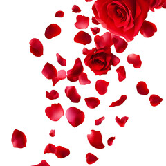 Red rose petals falling, isolated on a transparent background.