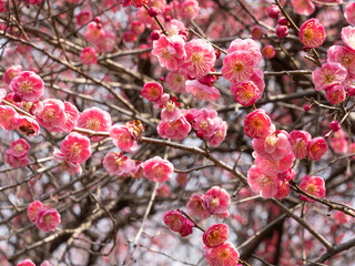 Pink Plum Blossom