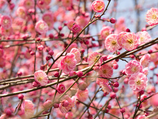Pink Plum Blossom
