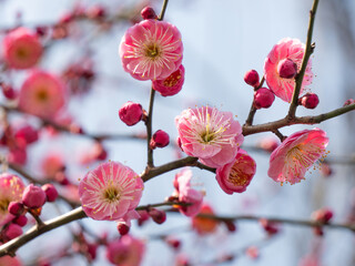 Pink Plum Blossom
