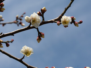 White Plum Blossom
