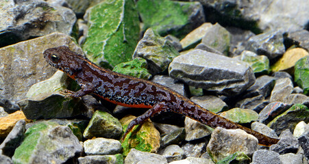 Junger Bergmolch im Wasser // Young alpine newt in the water (Ichthyosaura alpestris)