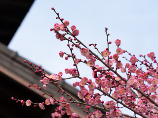 Pink Plum Blossom
