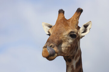 Giraffe / Giraffe / Giraffa camelopardalis