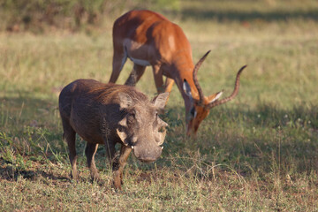 Warzenschwein / Warthog / Phacochoerus africanus