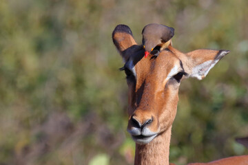 Schwarzfersenantilope / Impala / Aepyceros melampus