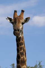 Giraffe / Giraffe / Giraffa camelopardalis