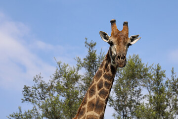 Giraffe / Giraffe / Giraffa camelopardalis