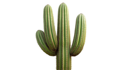 Cactus plant with transparency background png image isolated in studio environment nature concept