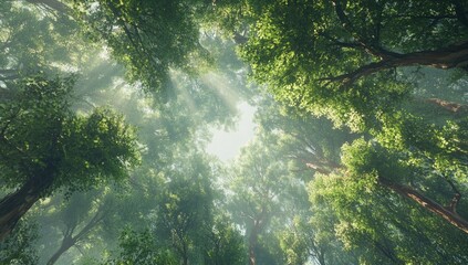 Sunlight streams through misty forest canopy, nature background, environmental design