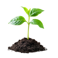 Growing green plant in soil isolated on transparent background