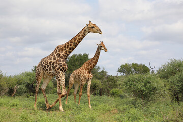 Giraffe / Giraffe / Giraffa camelopardalis