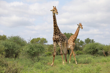 Giraffe / Giraffe / Giraffa camelopardalis