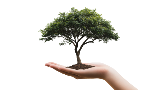 Nurturing growth hand holding tree nature png with transparency background for eco-friendly design
