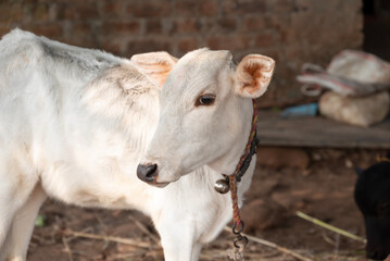 Beautiful little calf at dairy farm. Newborn baby cow, Small beautiful cute cow calf © Kiran
