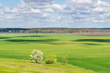 Obraz premium Green field with blooming tree in spring