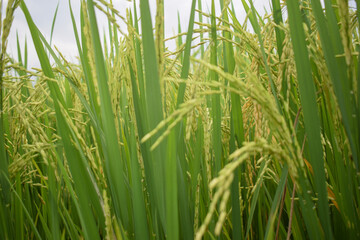 Fototapeta premium Close-up of seeds on rice cobs. Beautiful golden rice fields and rice cobs. Fresh background with green leaves.