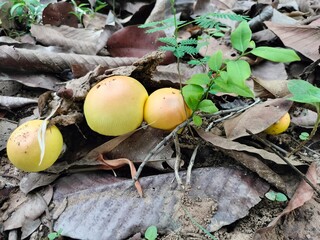 a yellow mushroom  Mushrooms in the Northeastern region of Thailand