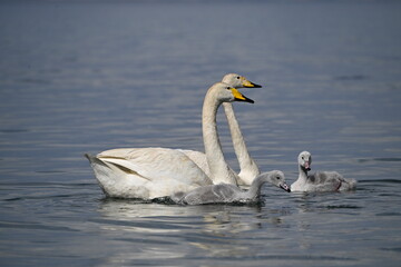 Fototapeta premium two swans on the lake