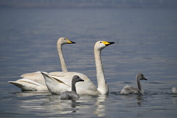 two swans on the lake