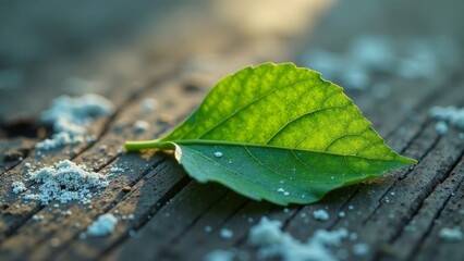 Single vibrant green leaf resting on aged weathered wood surface speckled with white granules