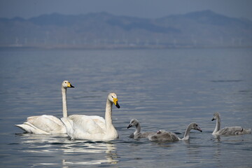 Fototapeta premium swans on the river