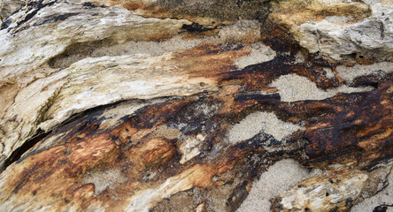 Close-up image of the wood grain pattern and texture of a weathered piece of driftwood on the beach. perfect for a natural backdrop.
