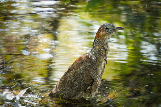 A bird is enjoying itself in the water.